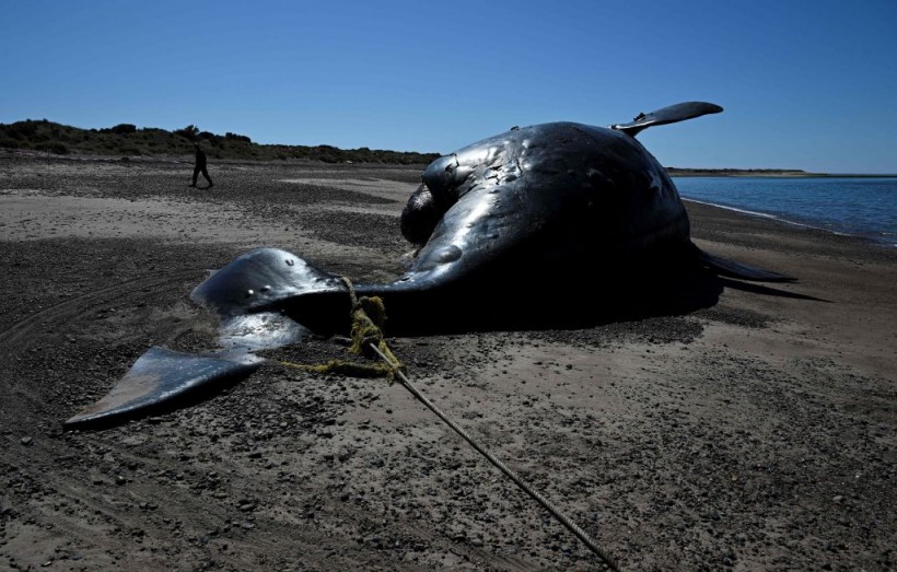 Dead Whale Stranding