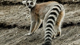 Endangered Ring-Tailed Lemur Rescued from Illinois Garage, Zoo Warns of Zoonotic Pathogens if Kept as Pet