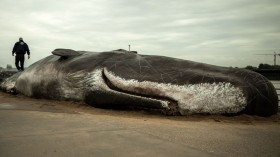 Endangered Sperm Whale Carcass with Large Gashes Found in Oregon Shores, Officials Say Starving Before Death