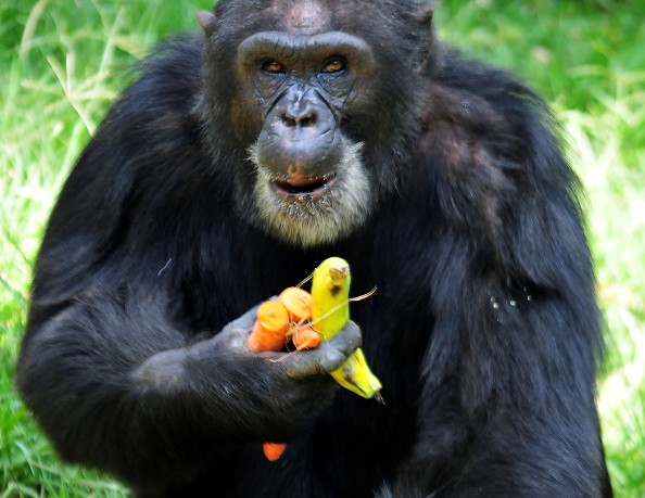  Zakay's birthday present at the Uganda Wildlife Education Center (UWEC) at Entebbe Zoo 