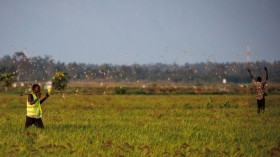 Horde of 6 Million Red-Billed Quelea Birds Feasting on Rice Fields Prompt for Pesticides in Kenya Farms, Experts Warn Endangered Raptors Caught in Crossfire