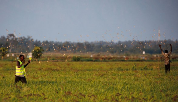 Horde of 6 Million Red-Billed Quelea Birds Feasting on Rice Fields Prompt for Pesticides in Kenya Farms, Experts Warn Endangered Raptors Caught in Crossfire