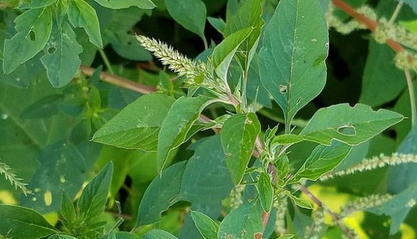 North American Waterhemp Now a Pesky Weed that Reduces Crop Yields, Research Reveals Modern Agriculture to Blame