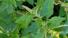 North American Waterhemp Now a Pesky Weed that Reduces Crop Yields, Research Reveals Modern Agriculture to Blame