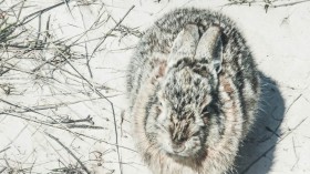 Frozen Rabbit Carcass Saved the Life of a Daring Ice Skater in Alaska