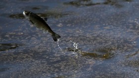 Chinook Salmon Populations in Oregon, California Considered as Endangered After Successful Petition by Environmental Trio