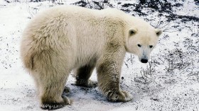 Polar Bear Shot Dead After Killing Mother and Son in Alaska