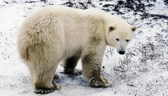 Polar Bear Shot Dead After Killing Mother and Son in Alaska
