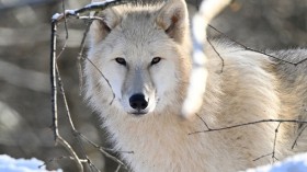 White wolves or artic wolves - Rhodes, northeastern France, on December 16, 2022