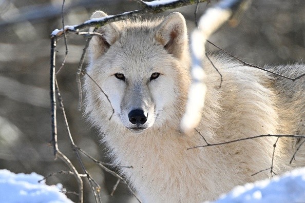 White wolves or artic wolves - Rhodes, northeastern France, on December 16, 2022