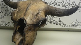 Drought in Missouri River Bares Fossil of Ancient Bison Skull Around 10,000 Years Old