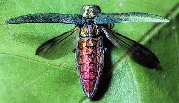 Invasive Emerald Ash Borers On The Loose, Prompts Washington County Quarantine