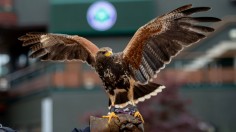 Harris Hawk Housed in Zoo Atlanta Dies From Injuries After Brawl with Mystery Wild Animal That Snuck In
