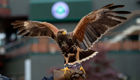 Harris Hawk Housed in Zoo Atlanta Dies From Injuries After Brawl with Mystery Wild Animal That Snuck In