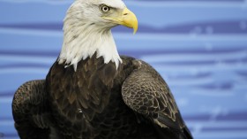 bald eagle 