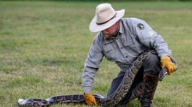 Tom Rahill, founder of Swamp Apes, handles a Burmese python at Everglades Holiday Park in Fort Lauderdale, Florida on April 25, 2019.