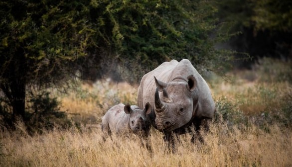 two rhinoceros on brown grass field daytime photo