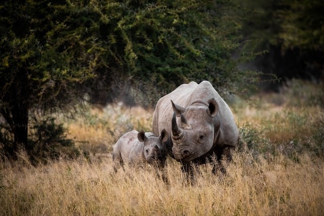 two rhinoceros on brown grass field daytime photo
