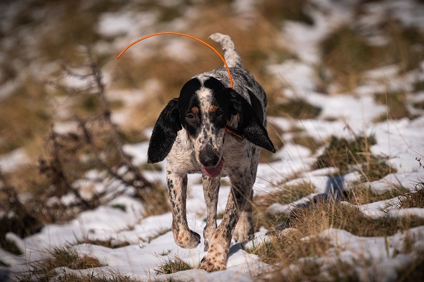 Scotland's Environment Minister Condemns Hunting and Killing Wild Animals  With Dogs | Nature World News