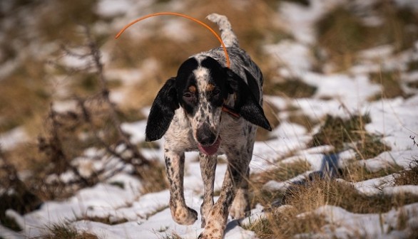 This photograph taken on November 5, 2022, shows a dog running during a deer hunt, in Jurvielle, in the Pyrenees mountains.
