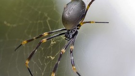 Golden Orb Weaver