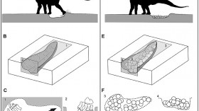 Titanosaur Nests with 256 Fossilized Eggs Found in India Where Mother Dinosaurs Abandon Their Brood