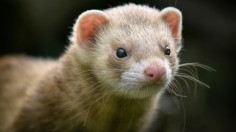 American Mink