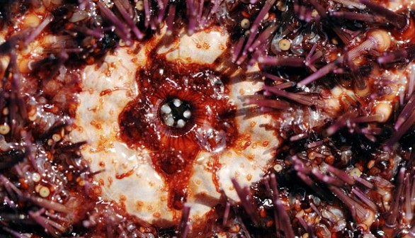 In southwestern France, it shows the mouth of a red sea urchin.