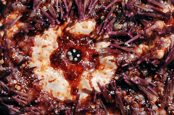 In southwestern France, it shows the mouth of a red sea urchin.
