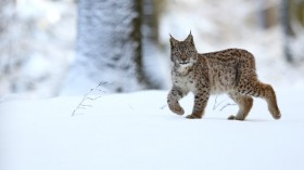 Lynx in winter forrest