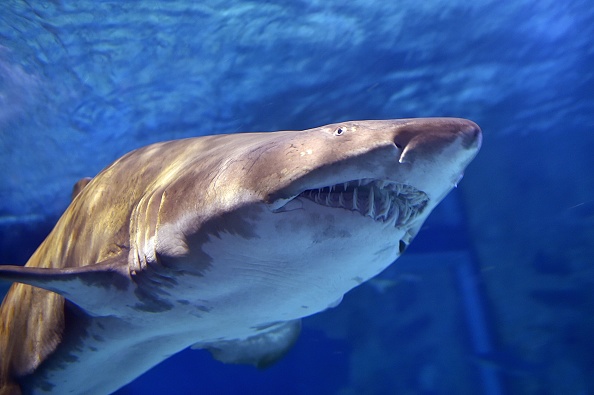 A sand tiger shark swims at the Ocearium in Le Croisic, western France, on December 6, 2016.