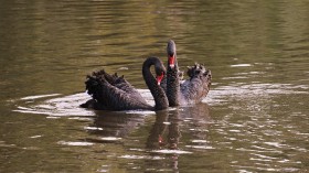 Australian Black Swans