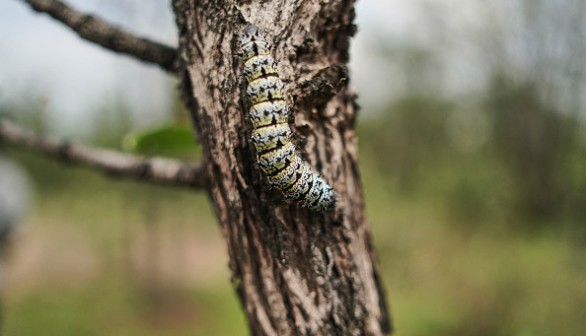 Mature mopane worm camouflaged on the tree bark
