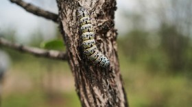 Mature mopane worm camouflaged on the tree bark