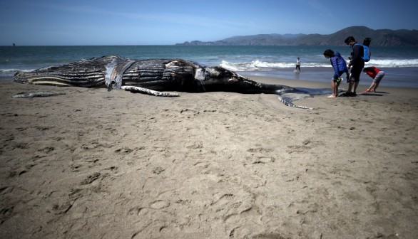 Mysterious Whale Deaths Continue on the US East Coast, Experts Weigh In in Increasing Toll