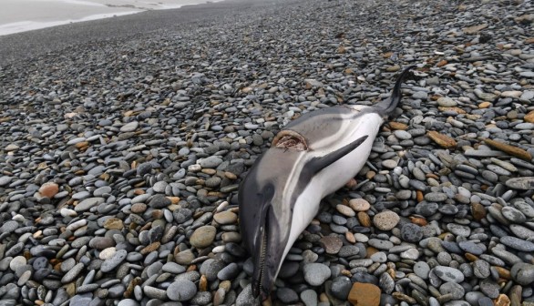Dead Dolphin in France