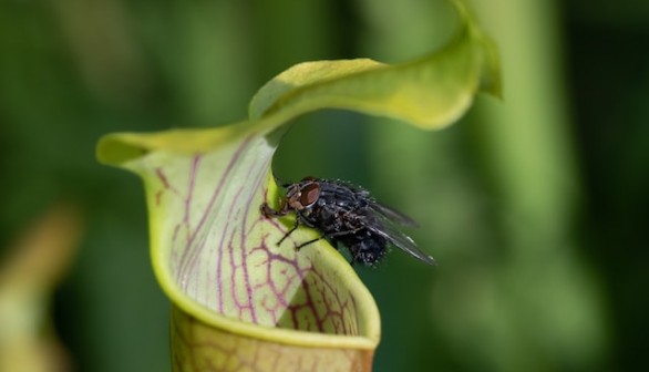 insect in the pitcher plant