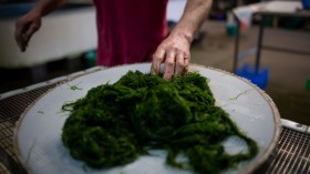 Edible Seaweed Farming: Study Proves It May Help With Climate Change, Food Shortage, Deforestation