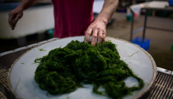 Edible Seaweed Farming: Study Proves It May Help With Climate Change, Food Shortage, Deforestation