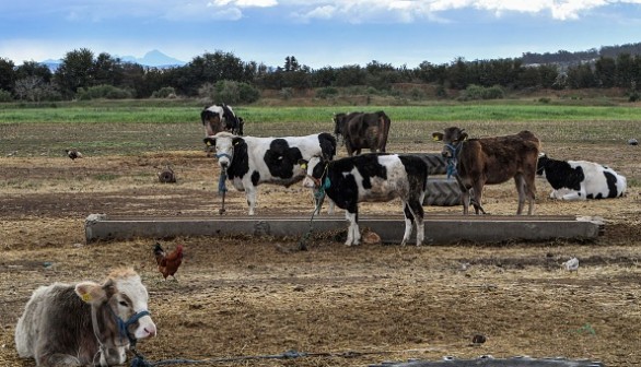 TUNISIA-ECONOMY-AGRICULTURE-DAIRY