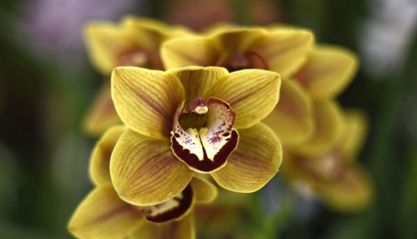 A Cymbidium hybrid orchid is seen during the XLIV National Exhibition of Orchids in Guatemala City on February 2, 2018. 