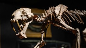 A rare sabre-toothed cat's skeleton is displayed at 
