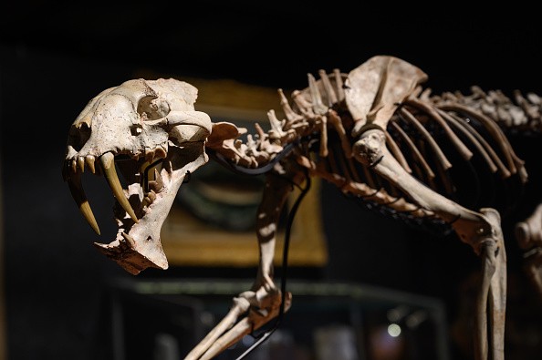 A rare sabre-toothed cat's skeleton is displayed at 