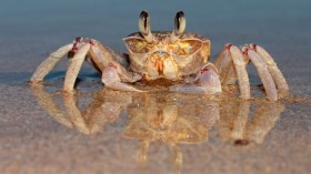 ghost crab