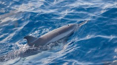 Stranded Dolphin Swims Out of Canal with Help of Human Chain Formed by 30 People in Florida