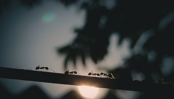 black ant on black wire