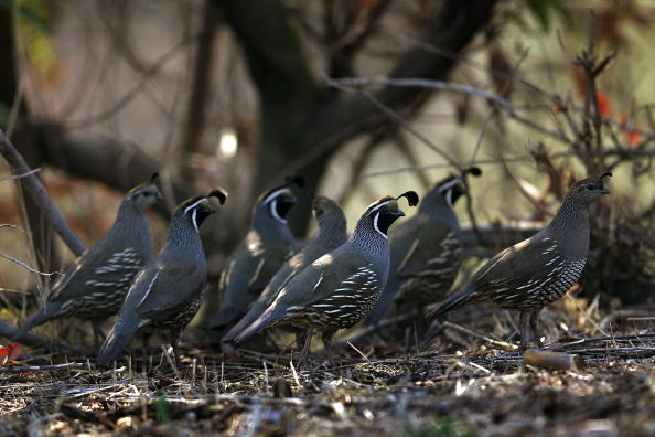 Quails Blamed for Being Amplifying Agents of Toscana and Sandfly Fever Sicilian Virus