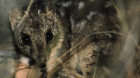 Endangered Marsupials in Australia Endure Sleep Deprivation for Sex