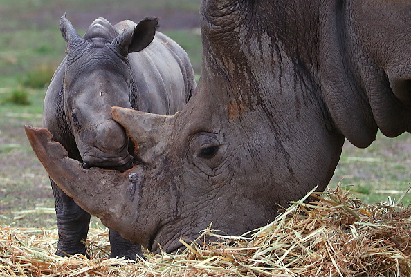 Endangered Rhinos Under Threat of Increasing Poaching in Nambia, South Africa: Conservation, Protection Efforts Needed