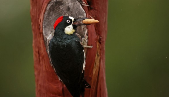 Acorns Pour Out of Wall After Homeowner Sees Woodpecker Drilling Holes on His House in California